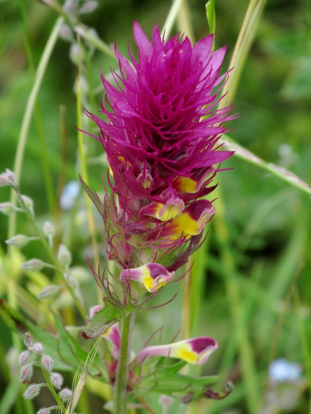 field cow-wheat / Melampyrum arvense