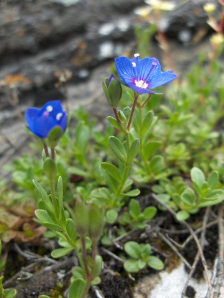 rock speedwell / Veronica fruticans: In the British Isles, _Veronica fruticans_ is limited to high-altitude sites in the central Scottish Highlands.