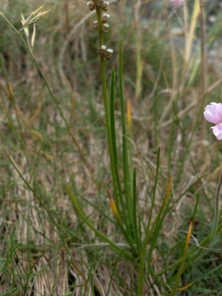 sea arrowgrass / Triglochin maritima