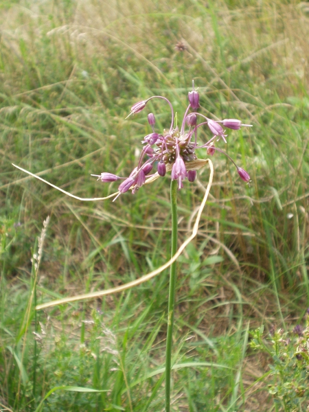 keeled garlic / Allium carinatum: _Allium carinatum_ is a garden escape; its inflorescences mix bulbils and flowers where the stamens are longer than the tepals.