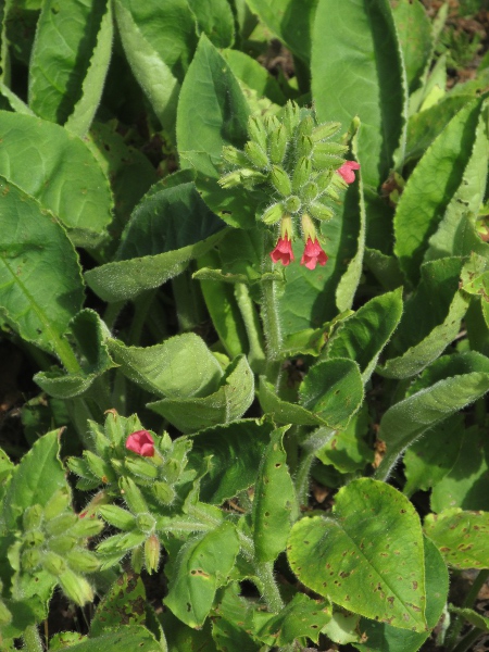 red lungwort / Pulmonaria rubra: _Pulmonaria rubra_ is a red-flowering lungwort native to south-eastern Europe.