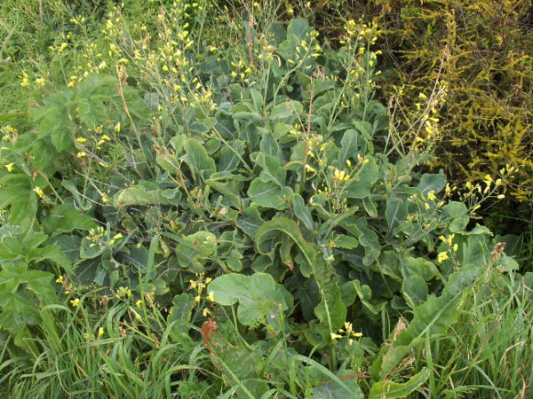 cabbage / Brassica oleracea: The wild ancestor of cabbages grows wild on some sea-cliffs.