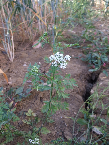 fool’s parsley / Aethusa cynapium: _Aethusa cynapium_ is a plant of waste ground and the margins of arable fields.