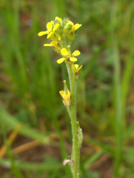 hedge mustard / Sisymbrium officinale: The small flowers of _Sisymbrium officinale_ are borne near the tips of long branches.