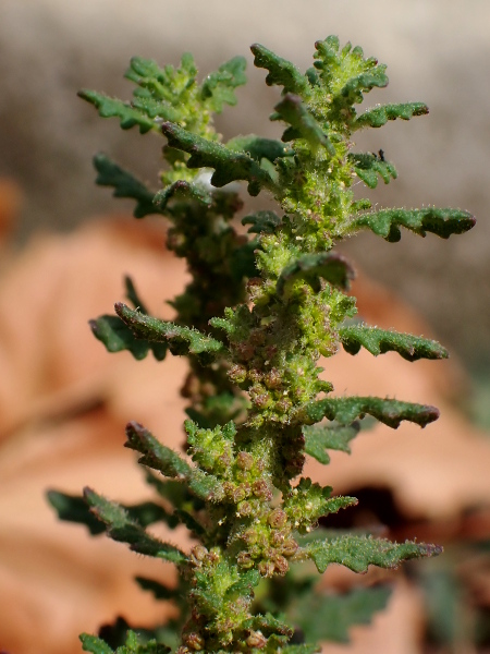 clammy goosefoot / Dysphania pumilio: _Dysphania pumilio_ is an Australian annual, once found as a wool alien, but now becoming established in south-eastern England.