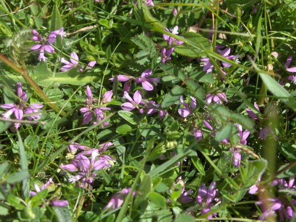 common milkwort / Polygala vulgaris