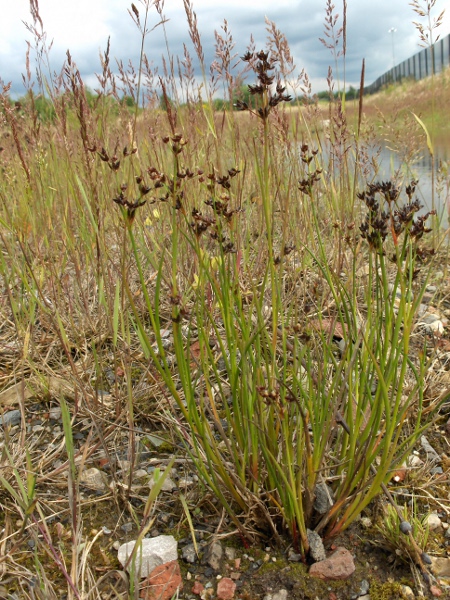 jointed rush / Juncus articulatus