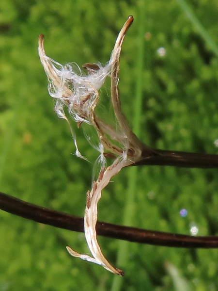 chickweed willowherb / Epilobium alsinifolium: Like the narrower-leaved _Epilobium anagallidifolium_, _Epilobium alsinifolium_ has seeds with a short appendage just below the pappus and reticulations on their surface.