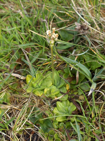Scottish primrose / Primula scotica: Fruiting stem