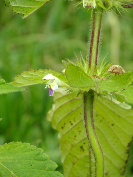 large-flowered hemp-nettle / Galeopsis speciosa: The corolla-tube of _Galeopsis speciosa_ is twice as long as the whole calyx.