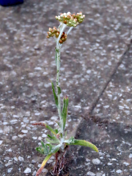 Jersey cudweed / Laphangium luteoalbum: _Laphangium luteoalbum_ is an annual plant of sandy areas and waste ground; its leaves are woolly on both sides and are clasping but not decurrent down the stem.