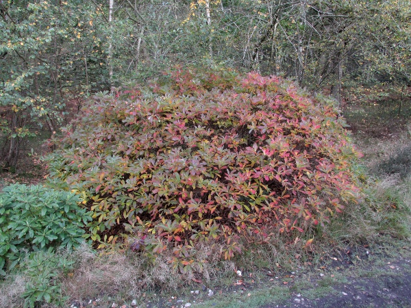 yellow azalea / Rhododendron luteum: Bush in autumn colours