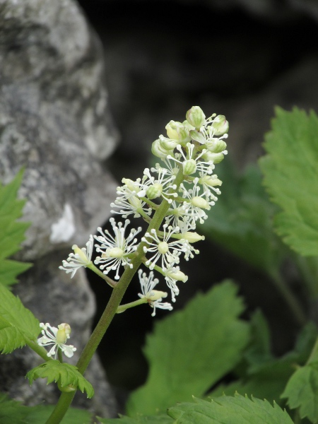 baneberry / Actaea spicata