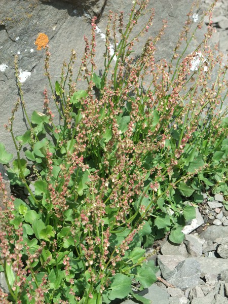 French sorrel / Rumex scutatus: _Rumex scutatus_ is an occasional escapee from gardens, where it is grown as a leaf vegetable.