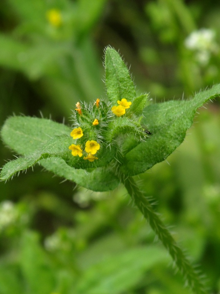 common fiddleneck / Amsinckia micrantha: The flowers of _Amsinckia micrantha_ lack the hairs and scales seen inside the flowers of the much rarer _Amsinckia lycopsoides_.