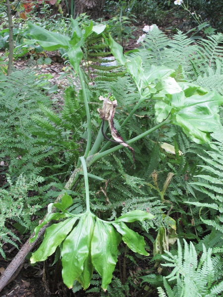 dragon arum / Dracunculus vulgaris