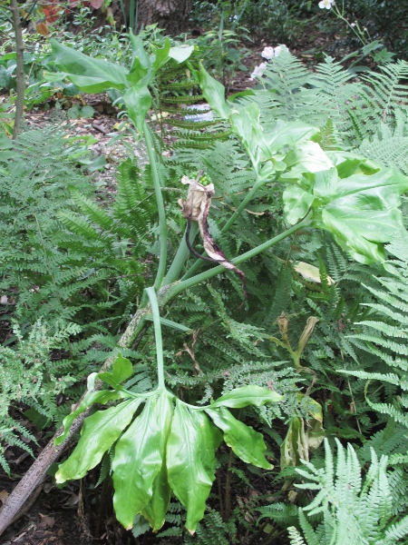 dragon arum / Dracunculus vulgaris: _Dracunculus vulgaris_ is a southern European species with deeply lobed leaves that has becomes naturalised at a few locations, mostly in southern England.