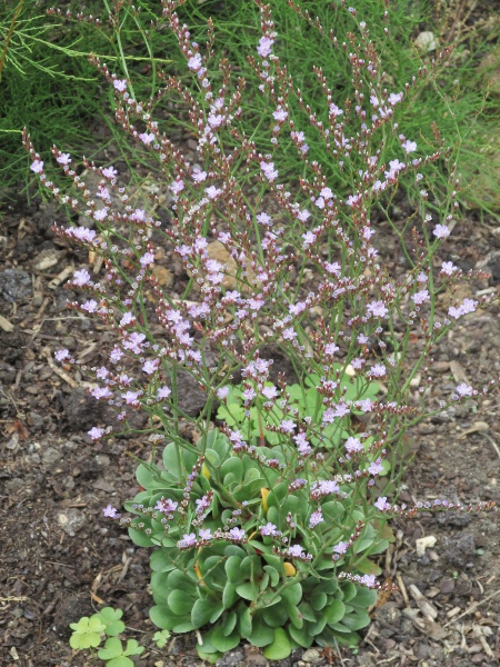 matted sea-lavender / Limonium bellidifolium: Elsewhere in its range, _Limonium bellidifolium_ is a more upright, less branching plant.