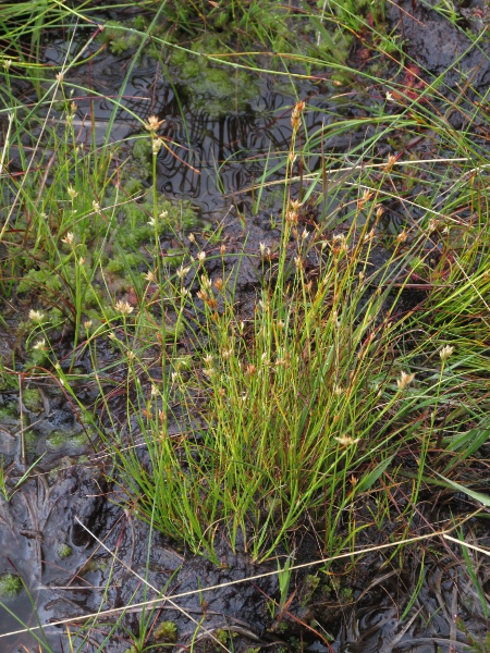 white beak-sedge / Rhynchospora alba: Habitus