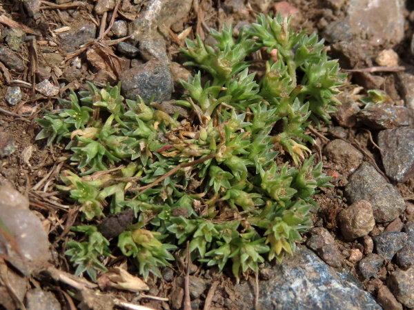 annual knawel / Scleranthus annuus: _Scleranthus annuus_ is a diminutive annual of bare, summer-dry ground at sites across Great Britain and eastern Ireland.