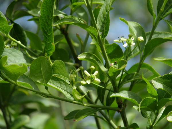 spindle / Euonymus europaeus