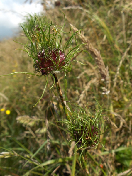 wild onion / Allium vineale: _Allium vineale_ has narrow, tubular leaves; its inflorescences usually contain bulbils only, but may occasionally contain flowers.