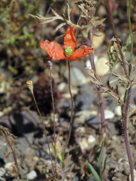 yellow-juiced poppy / Papaver lecoqii: _Papaver lecoqii_ is a small-flowered, long-fruited poppy