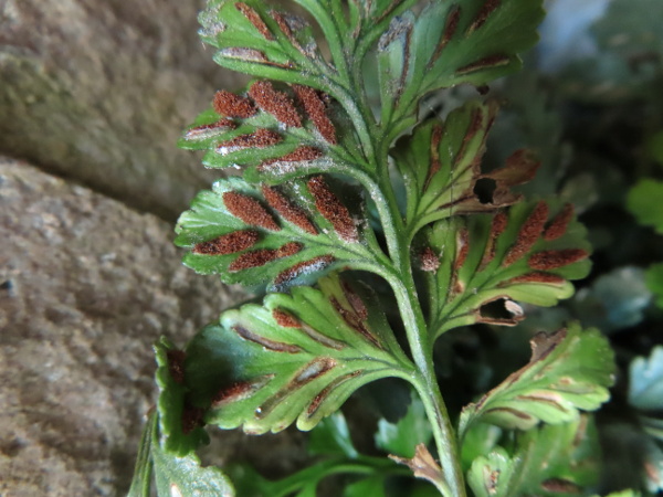sea spleenwort / Asplenium marinum: The elongated sori of _Asplenium marinum_ are found along the veins of the leaf underside, each with a narrow flap-like indusium.