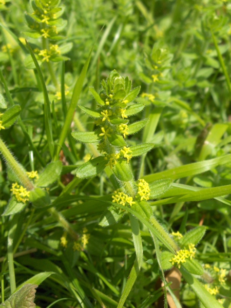 crosswort / Cruciata laevipes: With its 4-petalled flowers and whorled leaves, _Cruciata laevipes_ can only be confused with _Galium verum_; the leaves of _Cruciata_ are broad and in whorls of 4, whereas those of _G. verum_ are narrow and in whorls of 6–12.