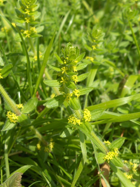 crosswort / Cruciata laevipes: With its 4-petalled flowers and whorled leaves, _Cruciata laevipes_ can only be confused with _Galium verum_; the leaves of _Cruciata_ are broad and in whorls of 4, whereas those of _G. verum_ are narrow and in whorls of 6–12.