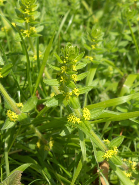 crosswort / Cruciata laevipes