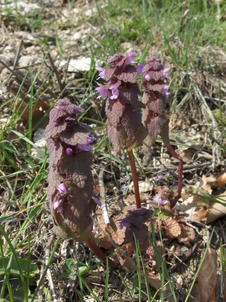 red dead-nettle / Lamium purpureum: Plants in more sun-exposed sites can become coppery coloured.
