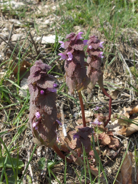 red dead-nettle / Lamium purpureum