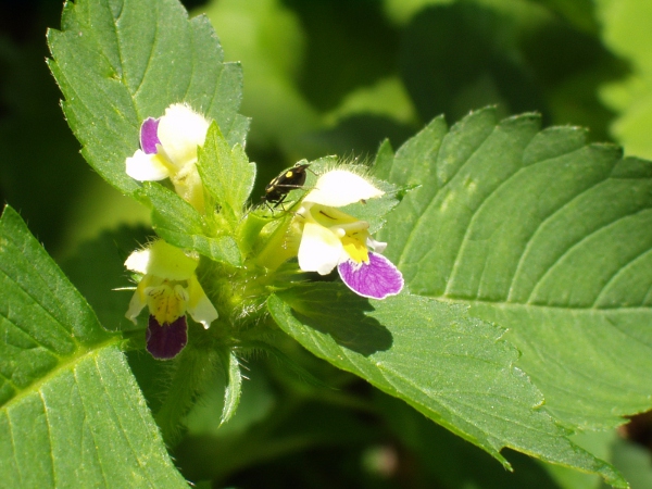 large-flowered hemp-nettle / Galeopsis speciosa: The pale flowers with a purple lower lip can lead to confusion with _Melittis melissophyllum_, but the sepals of _Galeopsis speciosa_ end in a long, narrow point.