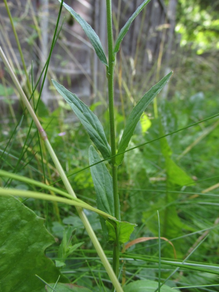 square-stalked willowherb / Epilobium tetragonum: _Epilobium tetragonum_ is common across most of England and Wales, but is rarer in Scotland and Ireland.