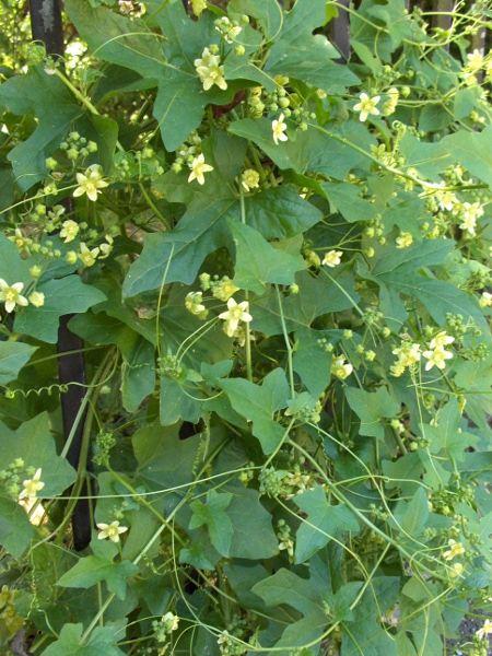 white bryony / Bryonia dioica: _Bryonia dioica_ is a scrambling perennial herb of woodland margins and hedgerows across southern and central England as far north as Alnmouth.