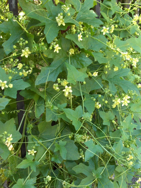 white bryony / Bryonia dioica