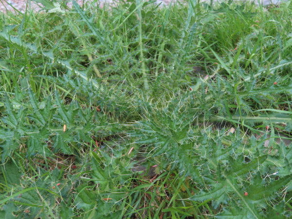 marsh thistle / Cirsium palustre: Each plant of _Cirsium palustre_ flowers once and then dies; until then, it appears only as a ground-hugging rosette of leaves.