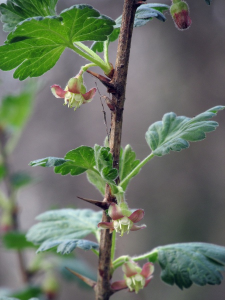 gooseberry / Ribes uva-crispa: The flowers and leaves of _Ribes uva-crispa_ are similar to those of some other _Ribes_ species.