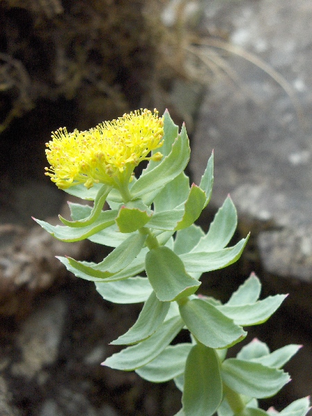 roseroot / Rhodiola rosea
: _Rhodiola rosea_ is dioecious; the male flowers are yellow, and typically have 8 stamens and 4 petals.
