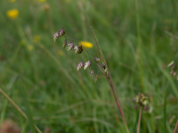 quaking grass / Briza media: Habitus