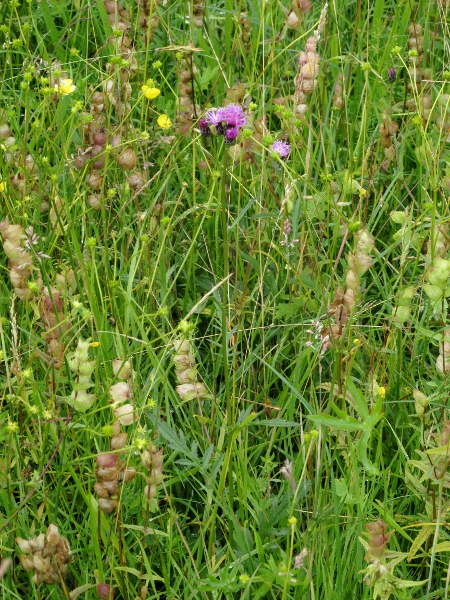 sawwort / Serratula tinctoria: _Serratula tinctoria_ grows in unimproved grasslands in Wales and England – especially in the south-west (seen here with _Rhinanthus minor_, _Ranunculus acris_ and others).