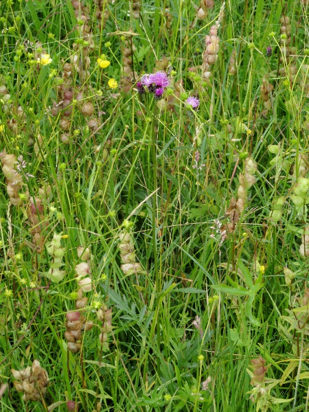 sawwort / Serratula tinctoria