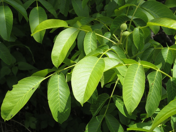 walnut / Juglans regia: _Juglans regia_ has large, slightly leathery, pinnate leaves.