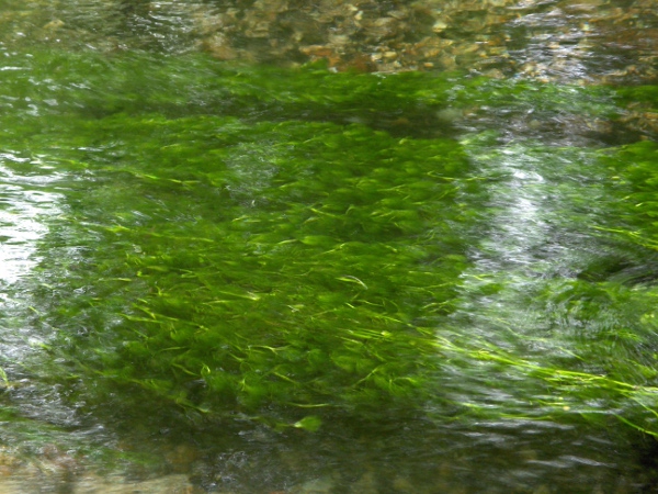 stream water-crowfoot / Ranunculus penicillatus: _Ranunculus penicillatus_ specialises in fast-flowing rivers.
