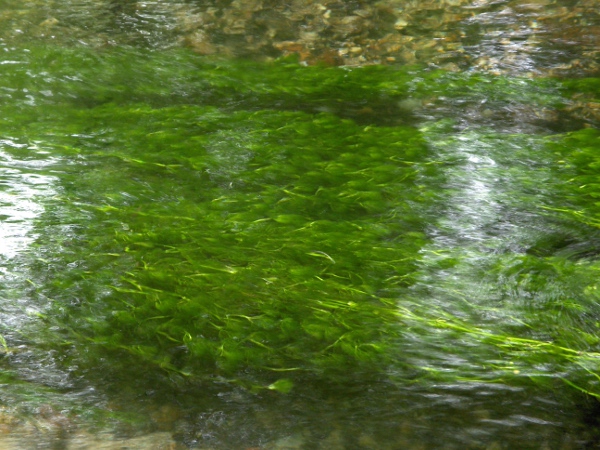 stream water-crowfoot / Ranunculus penicillatus