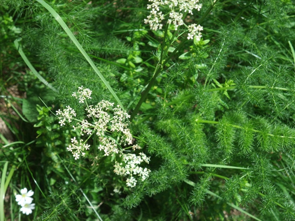 spignel / Meum athamanticum: _Meum athamanticum_ can be recognised by its finely and repeatedly divided leaves; it grows in unimproved lowland grasslands in hilly areas of eastern Cumbria and parts of Scotland.