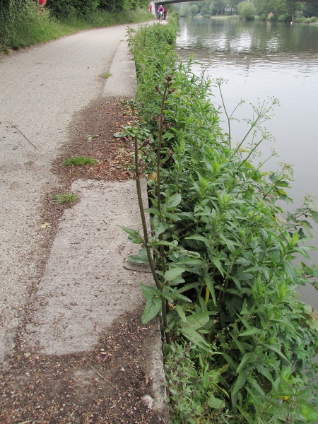 water figwort / Scrophularia auriculata: _Scrophularia auriculata_ grows along the edges of water in England, Wales and Ireland, and more rarely in Scotland.