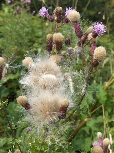 creeping thistle / Cirsium arvense: In fruit