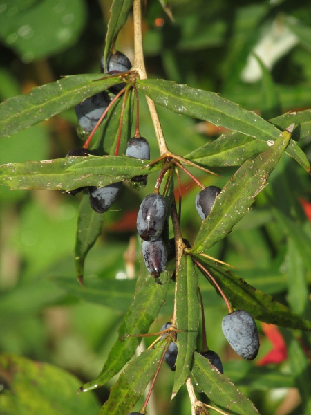 Gagnepain’s barberry / Berberis gagnepainii: The leaves of _Berberis gagnepainii_ are narrow with spinous margins; the flowers or fruits are borne in sessile clusters.